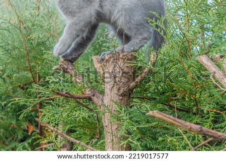 Gray kitten climbs on the thuja and moves to climb back to the ground.