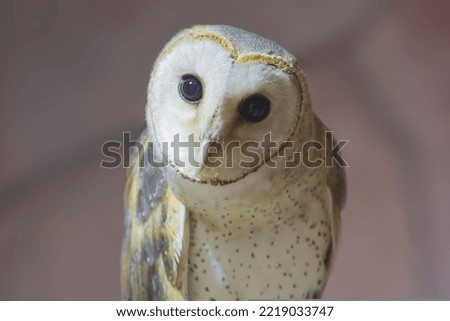 Attractive picture of owl in portrait mode 