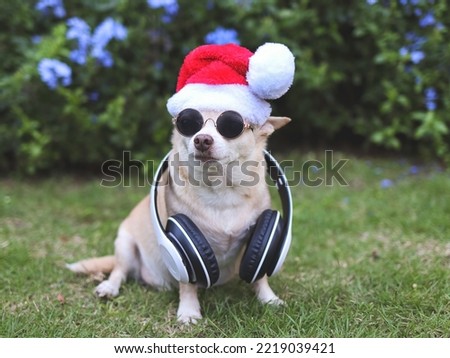 Portrait of brown  Chihuahua dog wearing sunglasses, headphones around neck  and  Santa Claus hat sitting on green grass in the garden with purple flowers background, copy space.