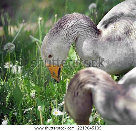              geese on the meadow in spring time                  