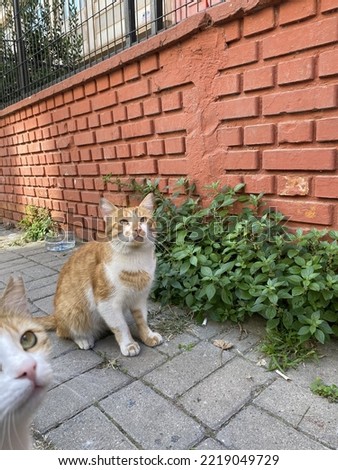 A photo of sweet street cats waiting for their food.