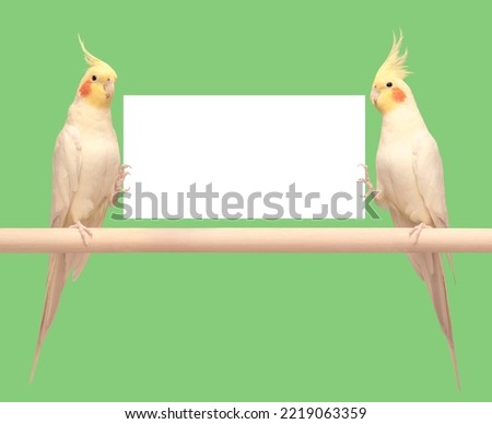 Cute happy pet parrots Corella white with yellow tufts and red cheeks hold a sign with a space for 
text, inscriptions, advertising on both sides in their paws isolated on a green background