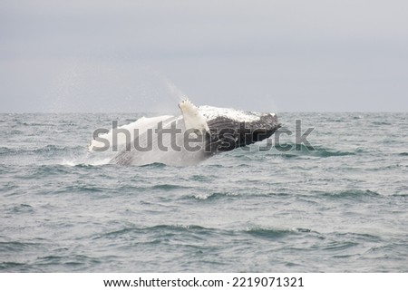 Humpback whale breaching. Picture taken during a whale watching trip in Iceland.