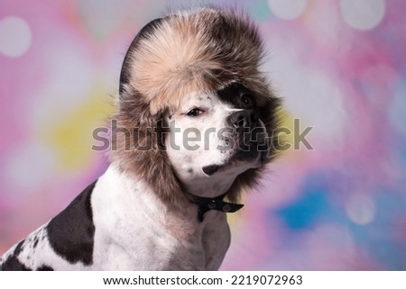 A fashionable dog in a hat with earflaps and glasses. Dog skier on winter vacation, New Year and Christmas