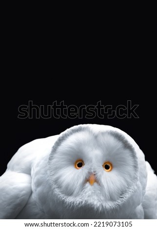 Close-up of a white owl with yellow eyes and beak, black background, minimalism, copy space, vertical ( Picture 3 of 3)