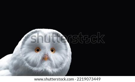 Close-up portrati of a white owl with orange eyes and a yellow beak, black background, minimalism, copy space, horizontal (Picture 2 of 3)