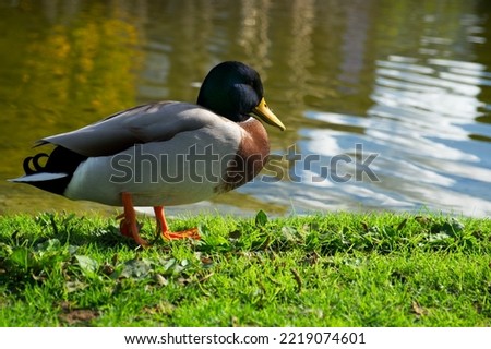 duck mallard stays on the green grass near the water and basks in the sun
