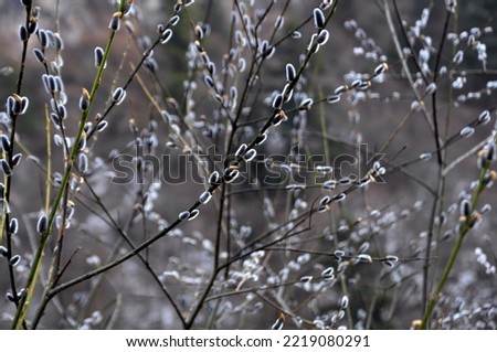 Close-up of a winter woody plant Royalty-Free Stock Photo #2219080291