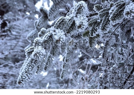 Close-up of a winter woody plant Royalty-Free Stock Photo #2219080293