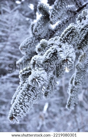Close-up of a winter woody plant Royalty-Free Stock Photo #2219080301