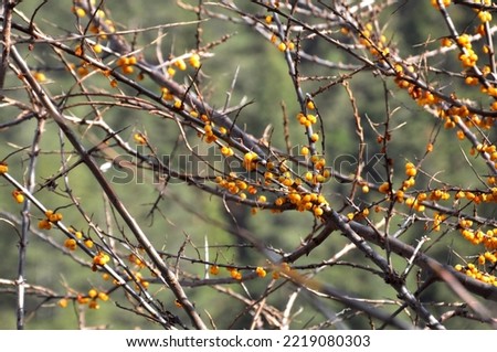 Close-up of a winter woody plant Royalty-Free Stock Photo #2219080303
