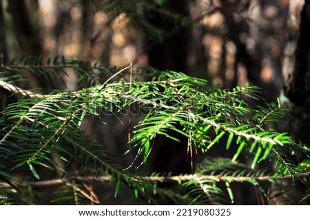 Close-up of a winter woody plant Royalty-Free Stock Photo #2219080325