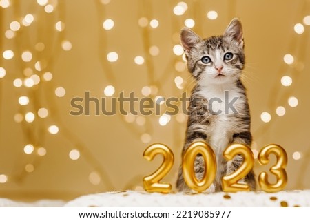 funny gray striped kitten next to the figures of the new year 2023 on the background of the lights of the Christmas garland Royalty-Free Stock Photo #2219085977