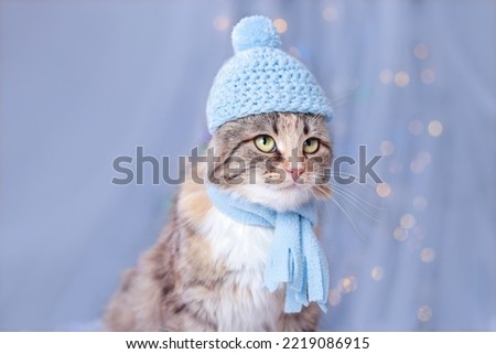 Portrait beautiful Cat. Christmas card. New Year concept. Cat with green eyes. Cute Kitten in a blue hat and scarf on a blue background with sparkling Christmas lights or stars. Snowflakes. 2024