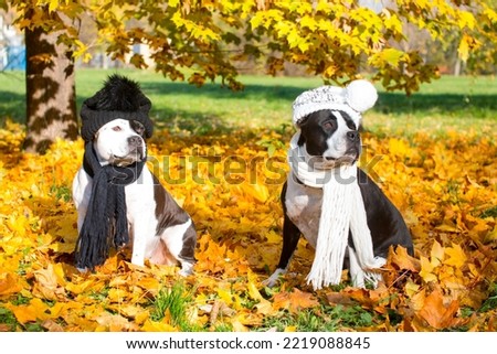 Dogs dressed in hats with a scarf. Listening to music with headphones on a walk. Bright golden autumn, funny beautiful dogs in outfits