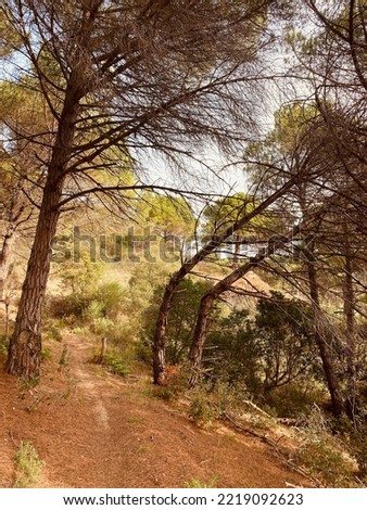 Sick trees. Pines of Maresme sentenced to death by Tomicus beetle plague. Borer beetle, caterpillars and fungi devastate the forests of Catalonia. Royalty-Free Stock Photo #2219092623
