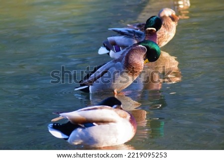 Beautiful ducks on the lake ,dreamy water reflection scenery.