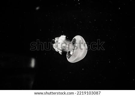 jellyfish in Valencia - Spain
