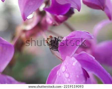 purple flowers, raindrops wet the leaves and petals