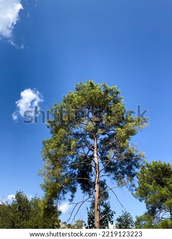 Tree with blue sky and cloud as a background. Selective focus.