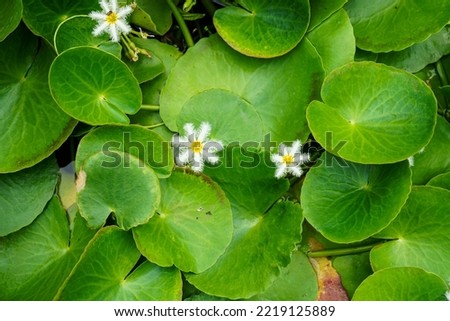 A close up shot on Nymphoides indica (L.) Kuntze, Menyanthaceae, White Small lotus. Royalty-Free Stock Photo #2219125889