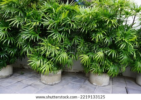 The bamboo  palm or lady palm tree (Rhapis excelsa) is planted in pot beside pedestrian walkways for its beauty and good pollution. The concept of air pollution treatment by natural methods. Royalty-Free Stock Photo #2219133125