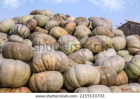 A large pile of pumpkin harvest is sold at the market