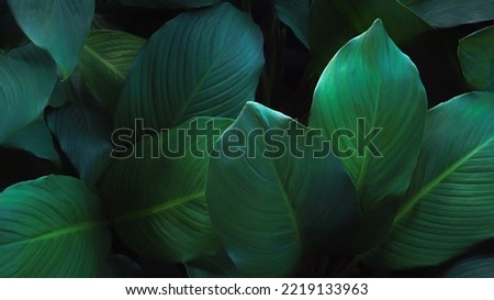top view exotic fresh green leave texture tropical plant of spathiphyllum cannifolium in soft blue glow light dark background.idea for leaf botanical wallpaper desktop,pattern backdrop  cover design.
