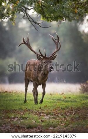 Red deer Stag In search of a female