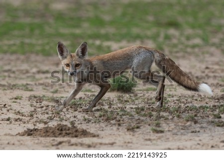 Indian desert fox walking on the ground