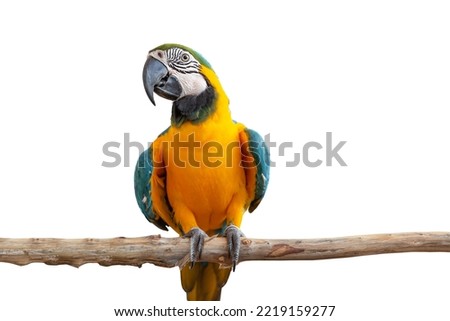 macaw parrot bird smile catch on wood tree branch colorful animal isolated on white background with clipping path Royalty-Free Stock Photo #2219159277
