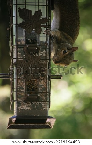 Squirrel Defeating Squirrel-Proof Bird Feeder