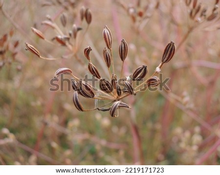 Caraway (Carum carvi) plant and seeds, fresh plant of ripe cumin on natural background.          Royalty-Free Stock Photo #2219171723