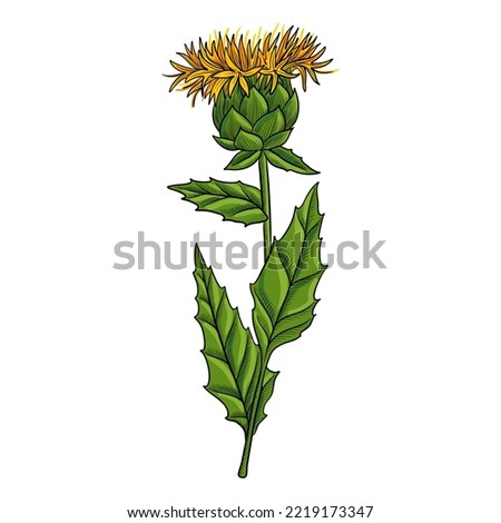 vector drawing flower of safflower, Carthamus tinctorius, herb of traditional chinese medicine, hand drawn illustration Royalty-Free Stock Photo #2219173347