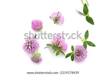 Clover flowers isolated on white