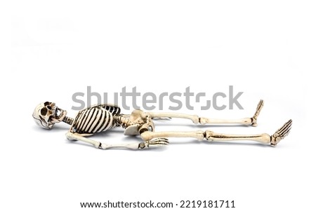 Human skeleton lying down. death concept. isolated on white background.