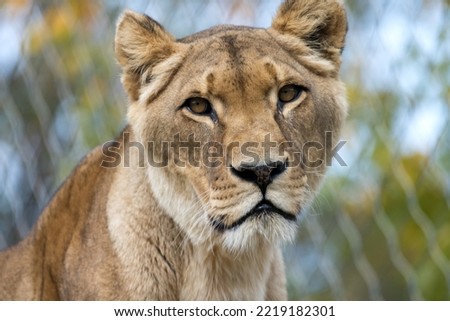 Animal portrait female lioness close up from oblique front side as impressive intense picture of a majestic big cat predator wildlife