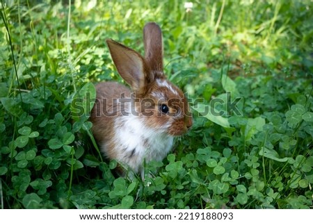 A red rabbit is sitting on a green clover lawn. The concept of Easter, New Year, animal husbandry
