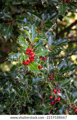Red holly berries against green leaves, close up Royalty-Free Stock Photo #2219188667