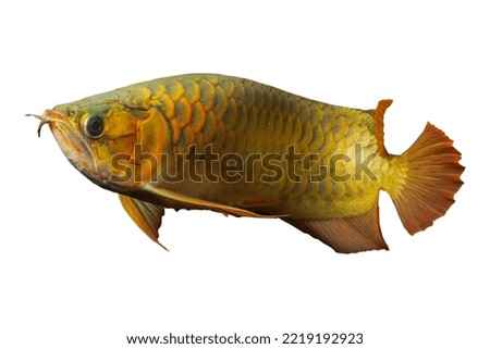 Arowana fish isolated white background