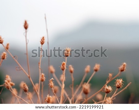 Close up photo of a dry plant on a blurry natural background