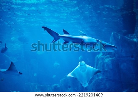 Big fishes in aquarium blue sea water in coral reef
