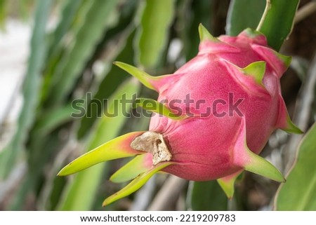 Fresh ripe  dragon fruit on the tree with green leaves. Pink fruit. 
