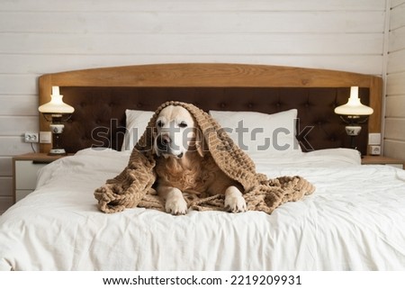 Golden retriever dog under plaid on the bed in rustic wooden white Scandinavian style cabin bedroom. Pets friendly home or hotel. Pets care and welfare concept.