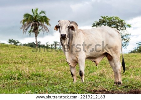 Herd of zebu Nellore animals in a pasture area of a beef cattle farm in Brazil Royalty-Free Stock Photo #2219212163