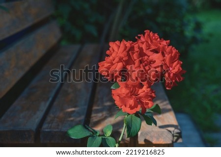 a red rose in the garden. A large rose flower with an unusual bud shape on a green blurred background. copy space.