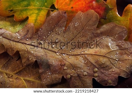 colorful autumn fallen leaves in water drops after rain. close up