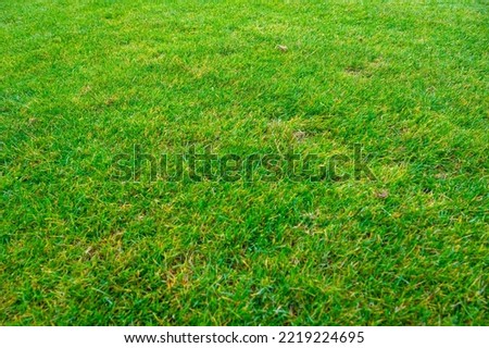 Juicy green grass turf of a sports field