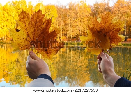 yellow maple leaves in hands against a background of yellow trees