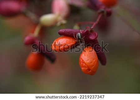 Euonymus ( Winged spindle tree ) berries and autumn leaves. One of the world's three most beautiful foliage trees, characterized by corky wings on the branches.